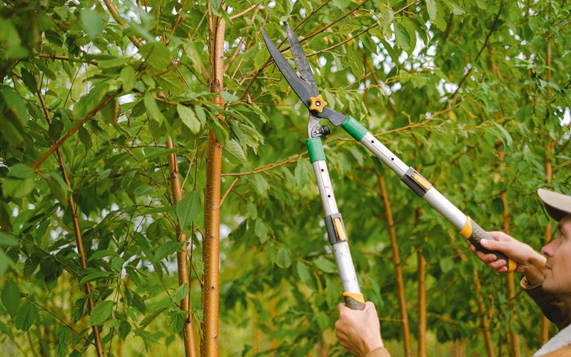 Tree trimming in Rappahannock Academy, VA