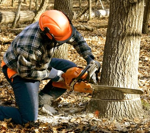 Tree Removal in Rappahannock Academy, VA